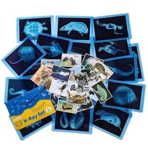 Blue X-Ray Animal Set - Educational Visual Kit